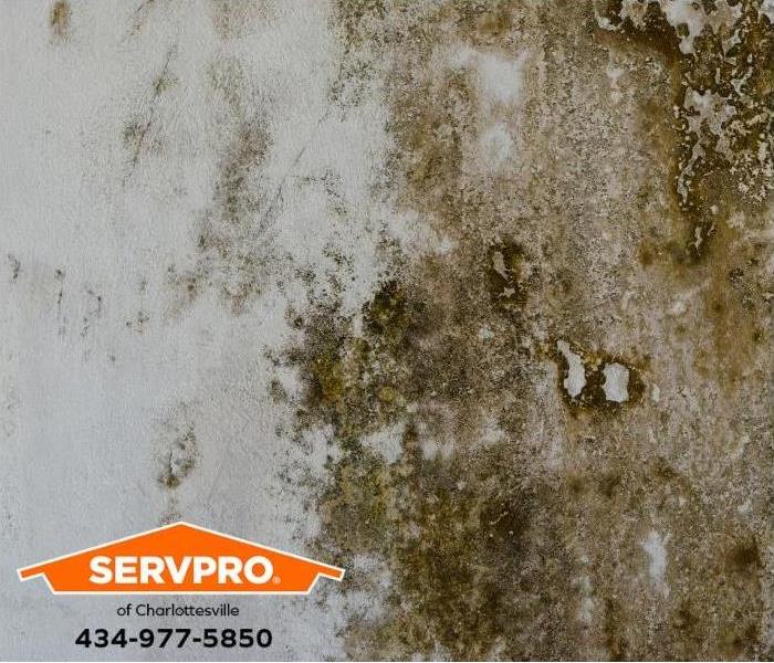 A mold infestation is visible on a wall.